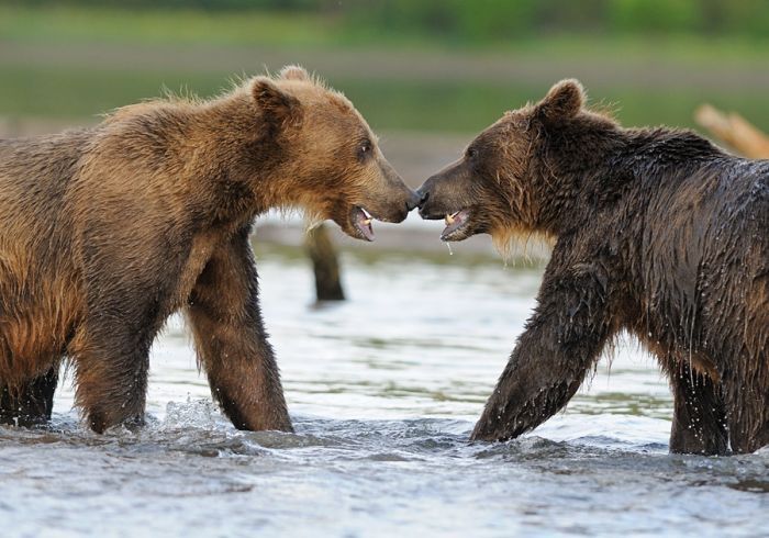 Bears fishing, Kamchatka, Russia