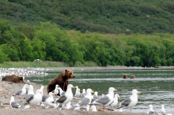 Bears fishing, Kamchatka, Russia