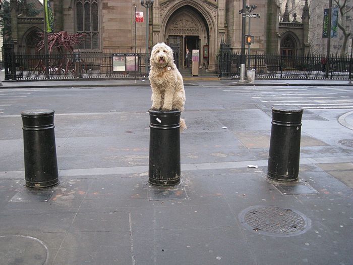 dog, master of balance