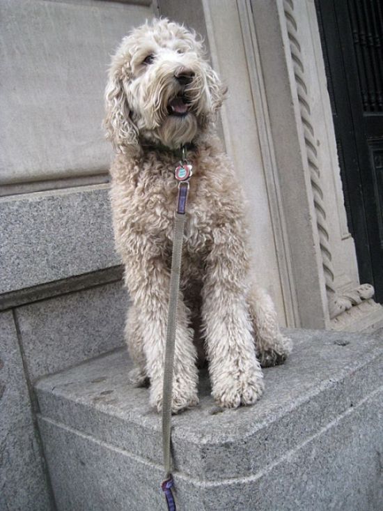 dog, master of balance