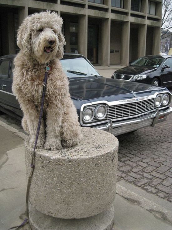 dog, master of balance