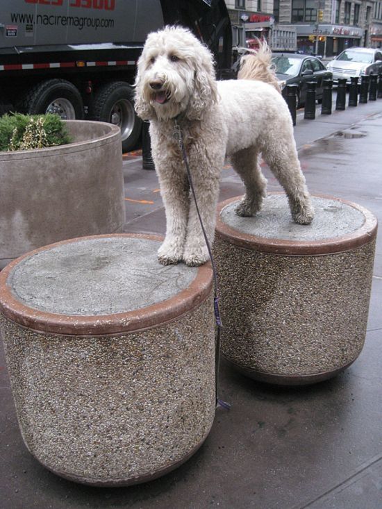 dog, master of balance