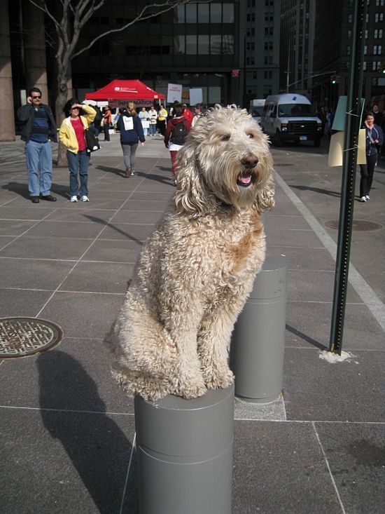 dog, master of balance