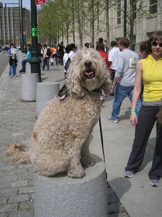 dog, master of balance