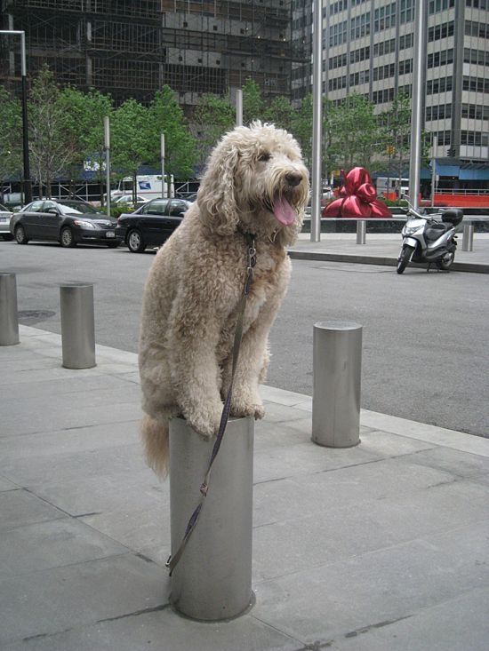 dog, master of balance