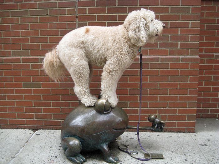 dog, master of balance