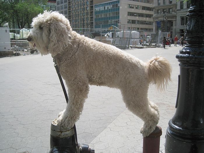 dog, master of balance