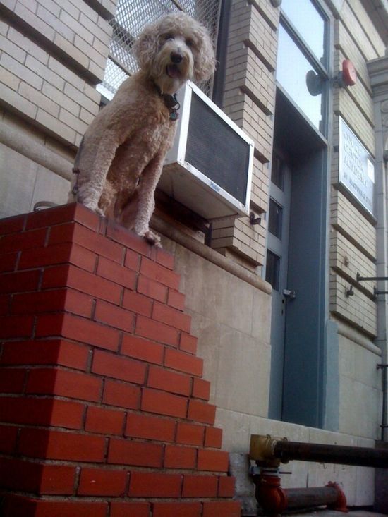 dog, master of balance