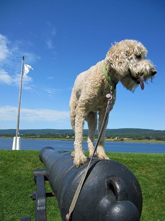 dog, master of balance