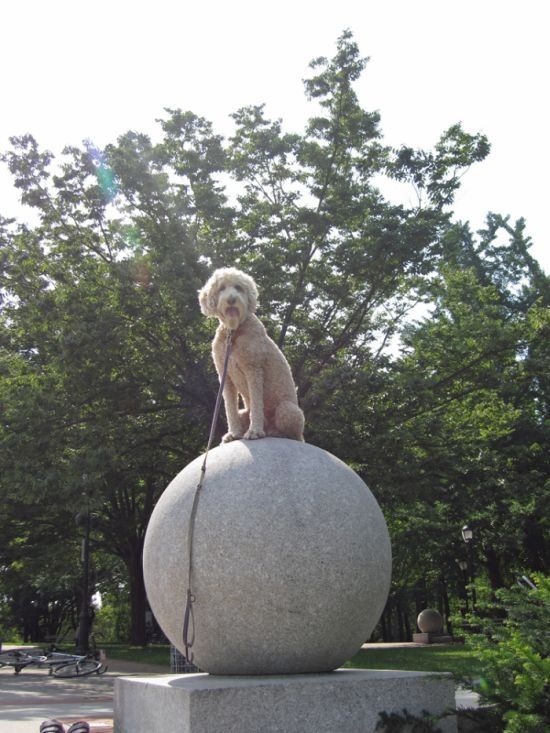 dog, master of balance