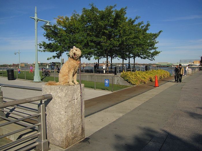 dog, master of balance