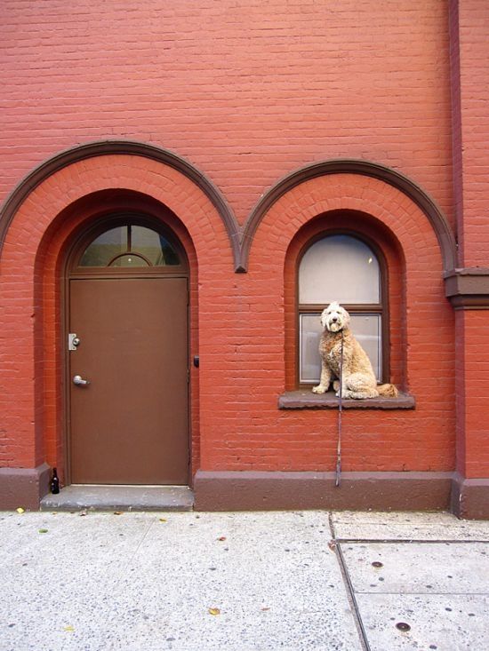 dog, master of balance