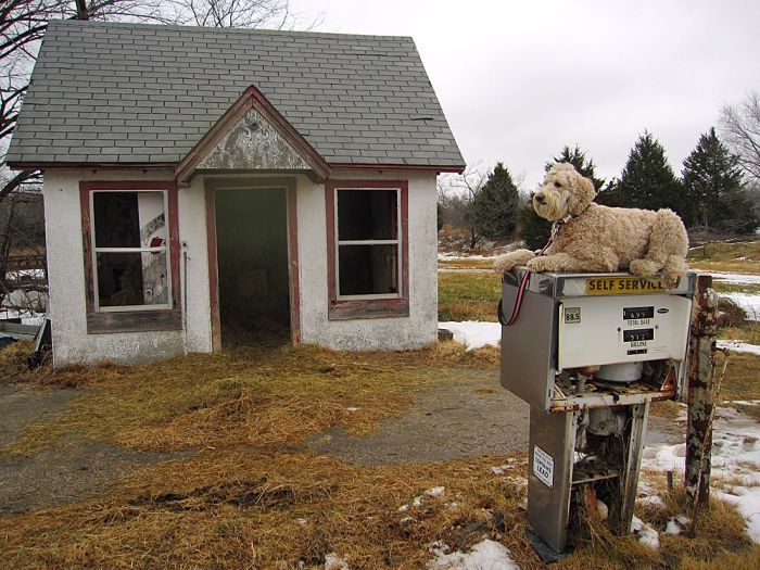 dog, master of balance