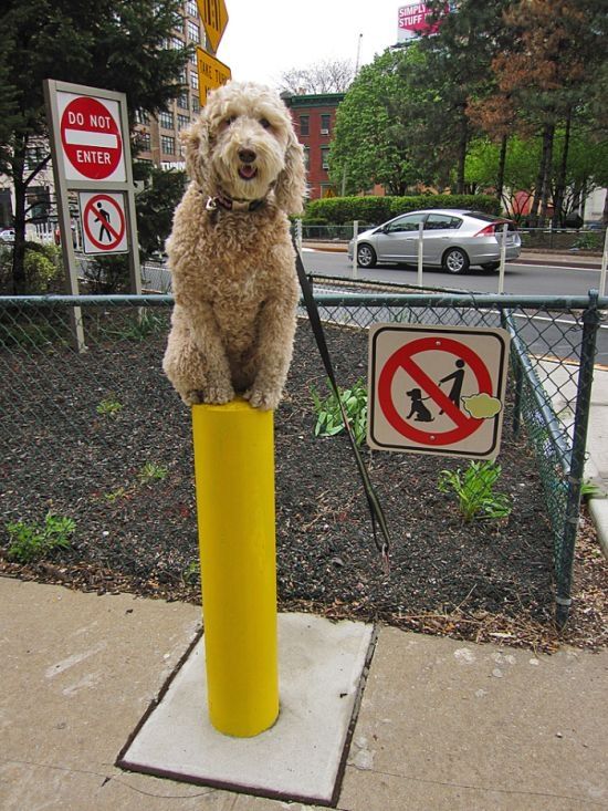 dog, master of balance