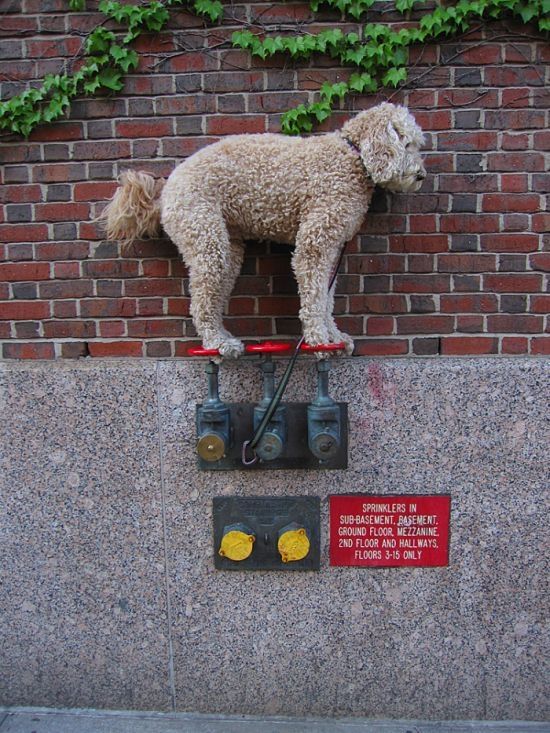 dog, master of balance