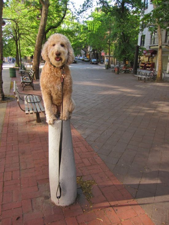 dog, master of balance