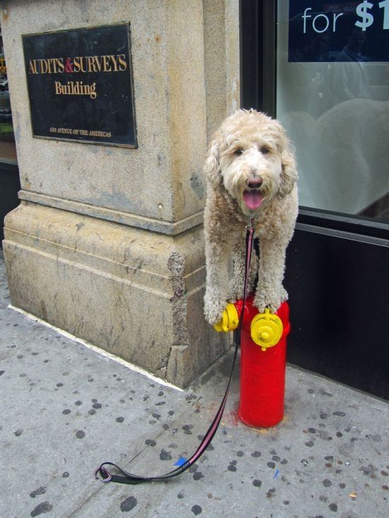 dog, master of balance