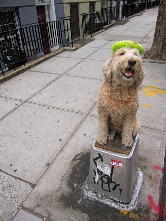 dog, master of balance