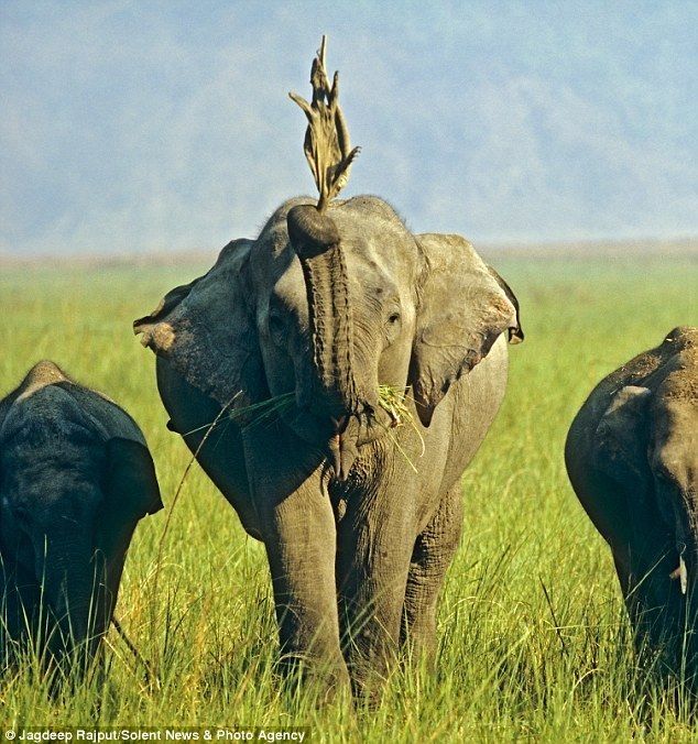 Elephant and a lizard, India