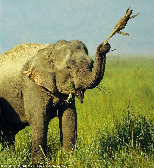 Elephant and a lizard, India