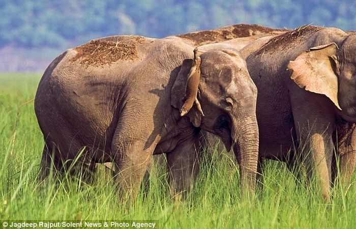 Elephant and a lizard, India