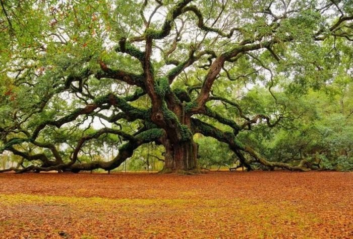 trees around the world