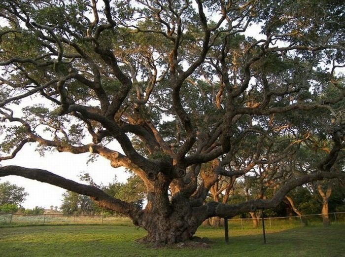 trees around the world