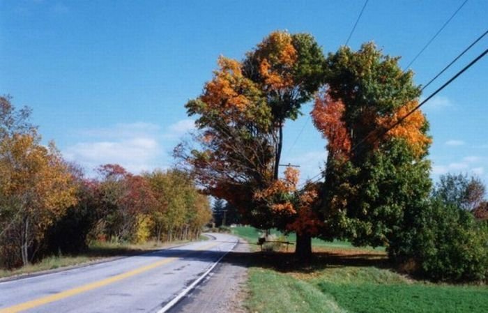 trees around the world