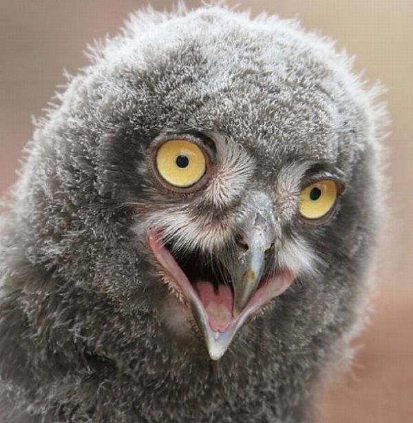 funny owl