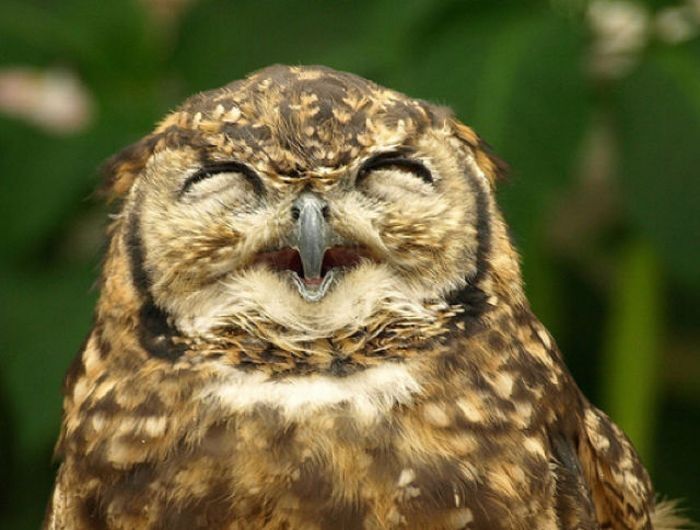 funny owl