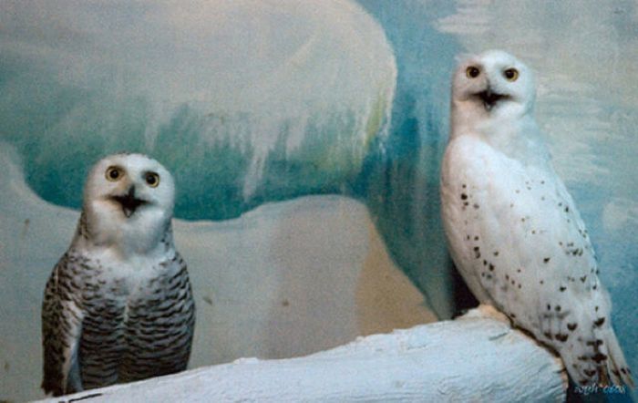 funny owl