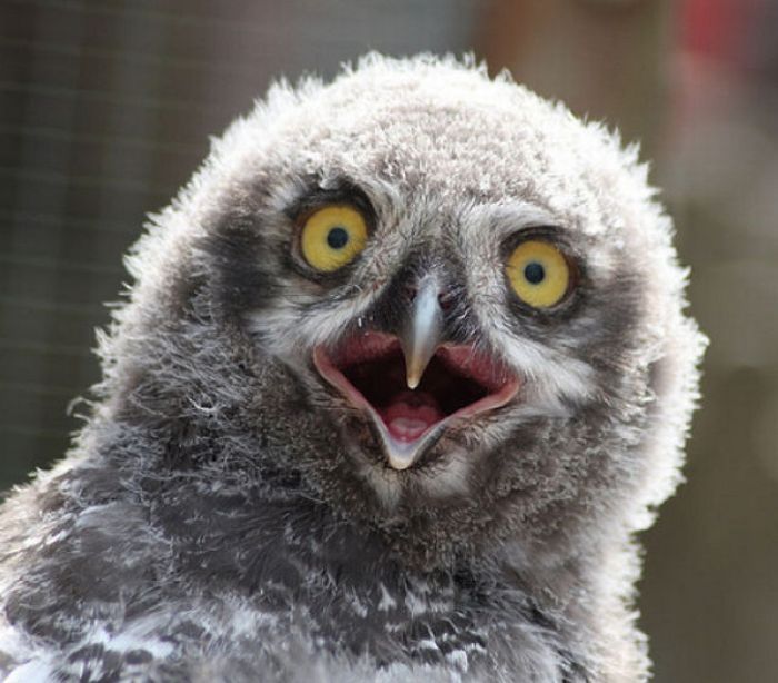 funny owl