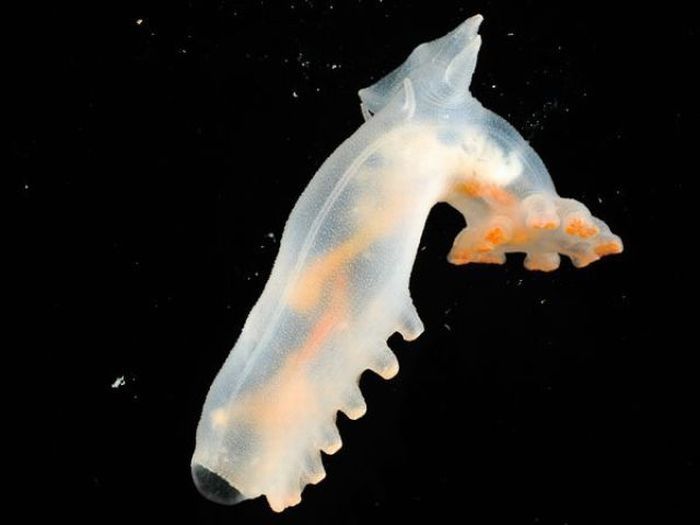 Underwater creatures, Atlantic ocean, MAR-ECO project