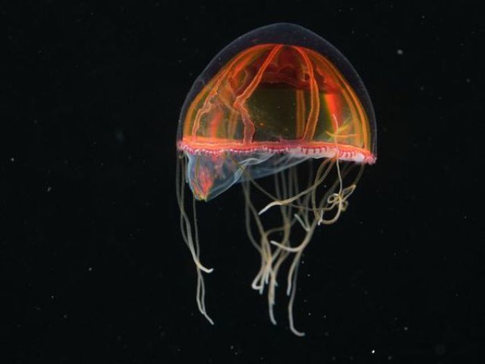 Underwater creatures, Atlantic ocean, MAR-ECO project