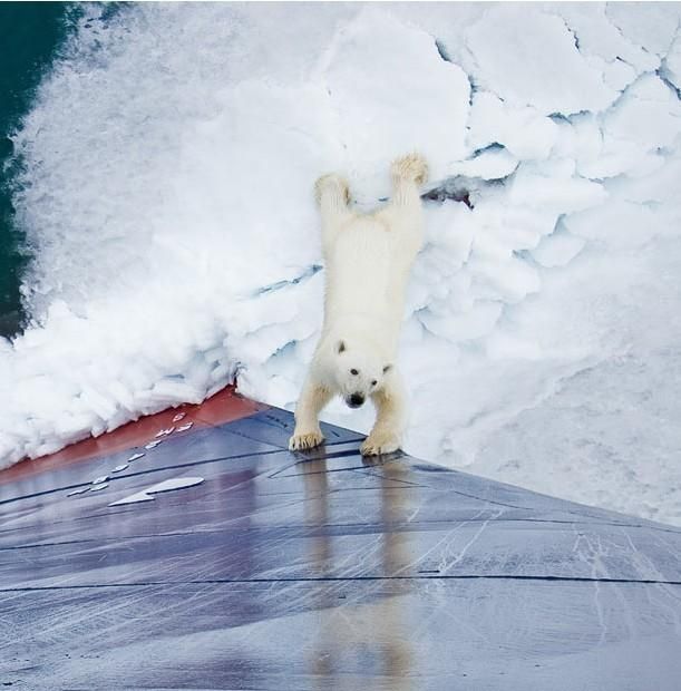 Polar bear, Svalbard Archipelago, Norway