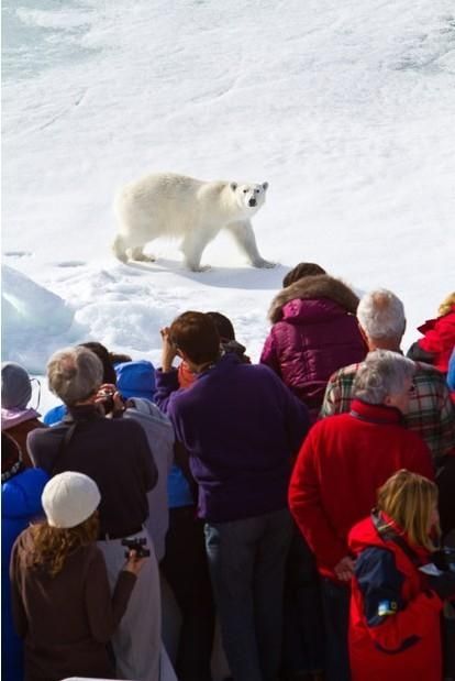 Polar bear, Svalbard Archipelago, Norway