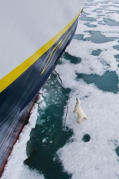 Polar bear, Svalbard Archipelago, Norway