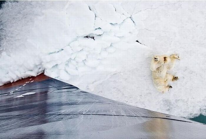 Polar bear, Svalbard Archipelago, Norway