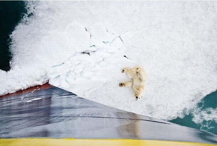 Polar bear, Svalbard Archipelago, Norway