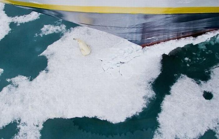 Polar bear, Svalbard Archipelago, Norway