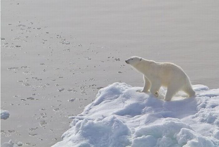 Polar bear, Svalbard Archipelago, Norway