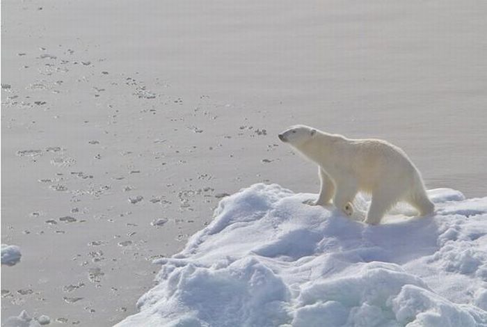 Polar bear, Svalbard Archipelago, Norway