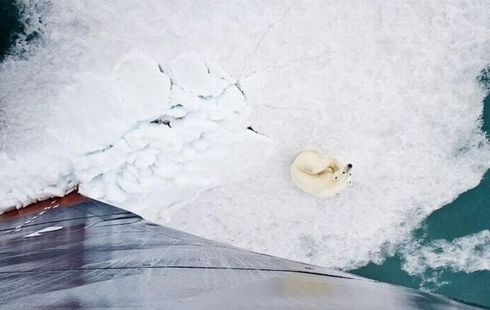 Polar bear, Svalbard Archipelago, Norway