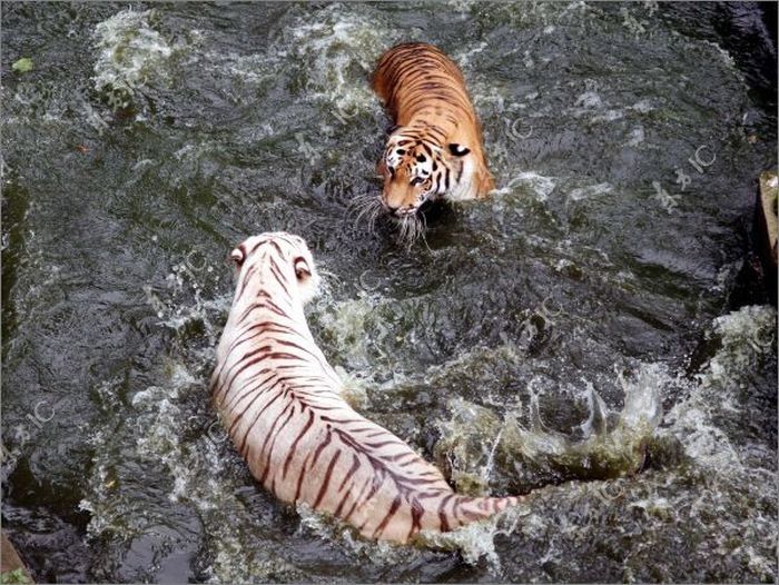 white tiger against siberian tiger