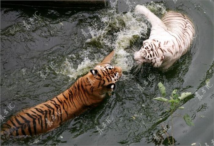 white tiger against siberian tiger