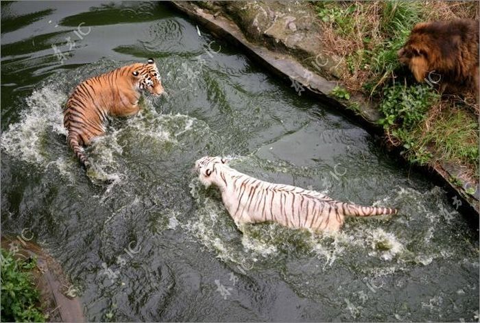 white tiger against siberian tiger