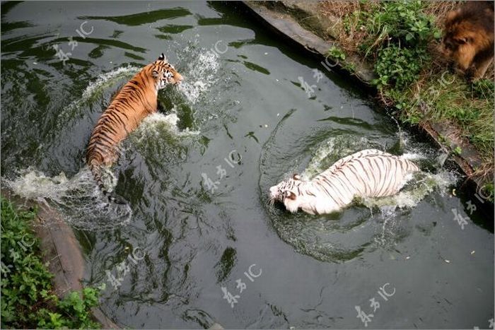 white tiger against siberian tiger