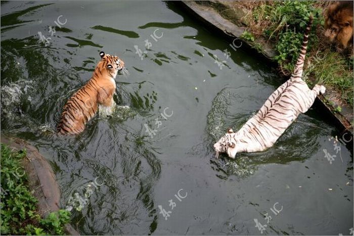 white tiger against siberian tiger