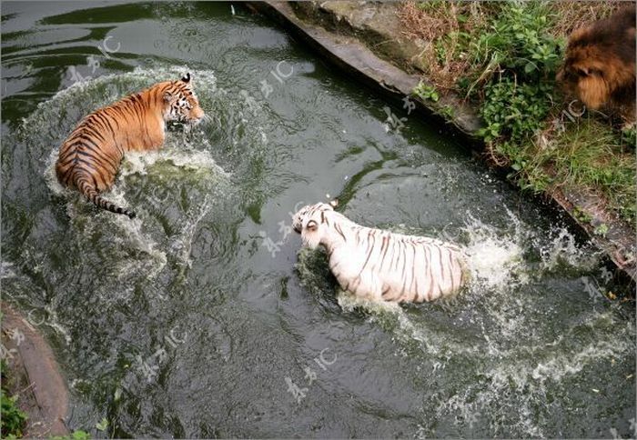 white tiger against siberian tiger