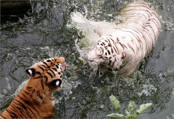 white tiger against siberian tiger